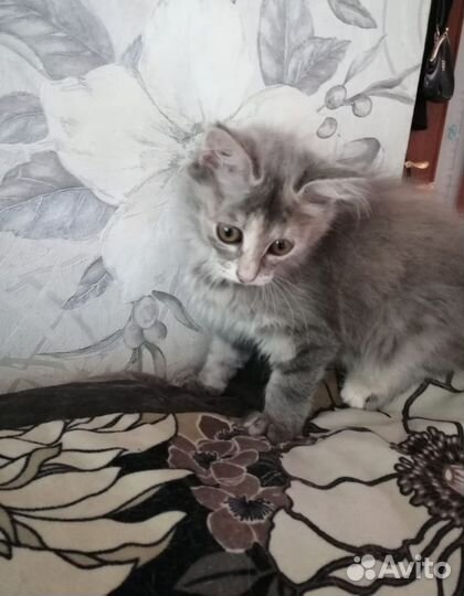 Кошечка и котик