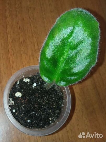 Фиалка бордовая