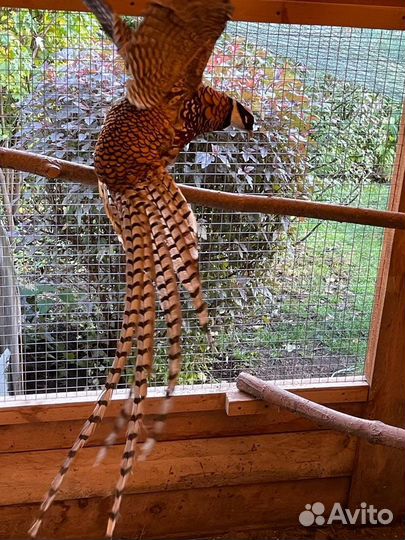 Фазаны,петухи