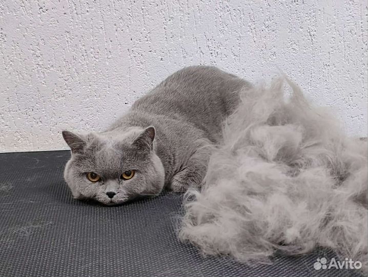 Экспресс линька и вычесывание кошек выезд на дом