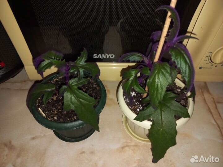 Комнатные цветы