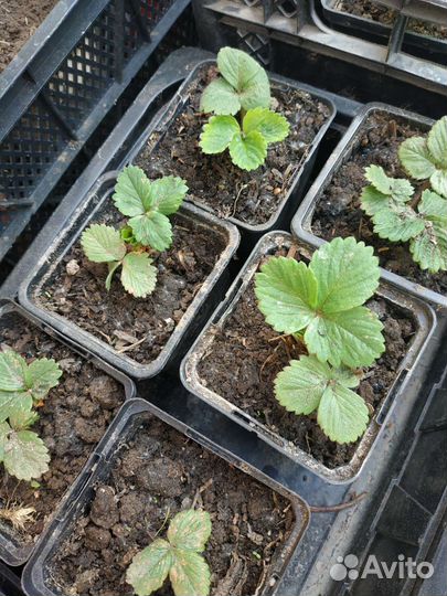 Рассада земляники (виктории) крупноплодной Маршал