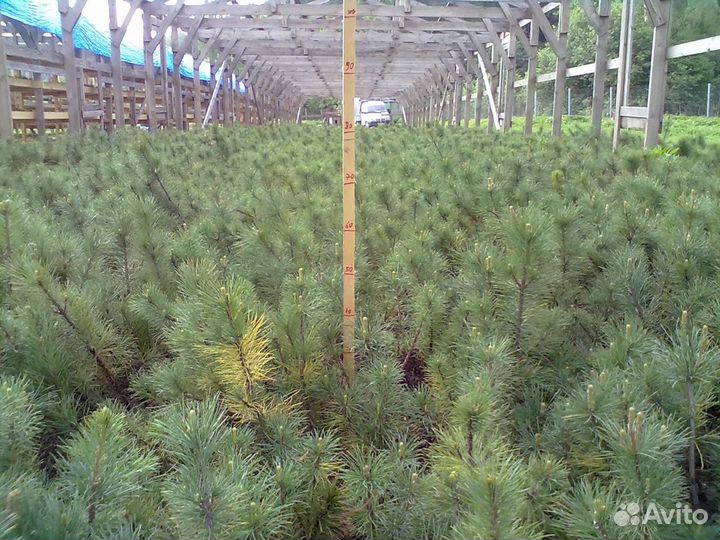 Кедр сибирский