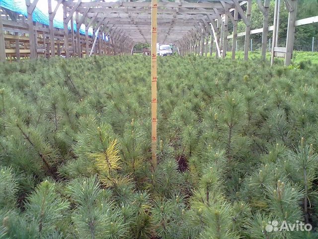 Кедр сибирский