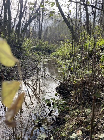 Участок 100 сот. (СНТ, ДНП)