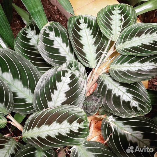 Марантовые растения