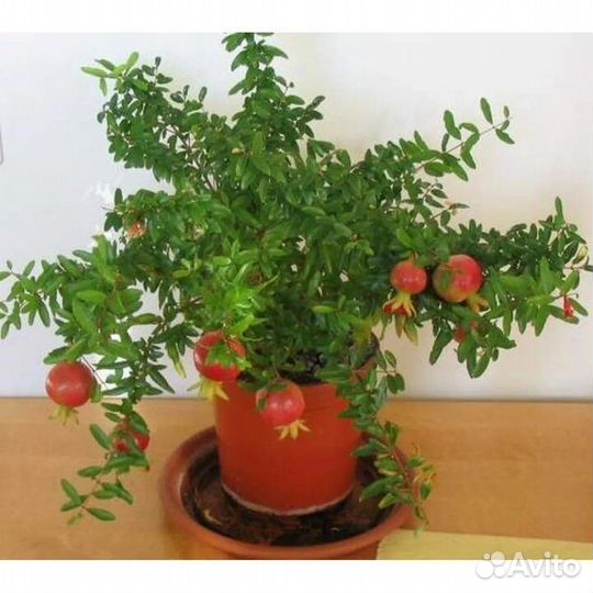 Комнатные цветы,растения,гранат комнатный