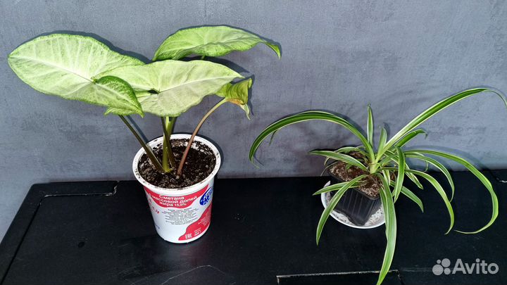 Комнатные цветы Сингониум и Хлорофитум