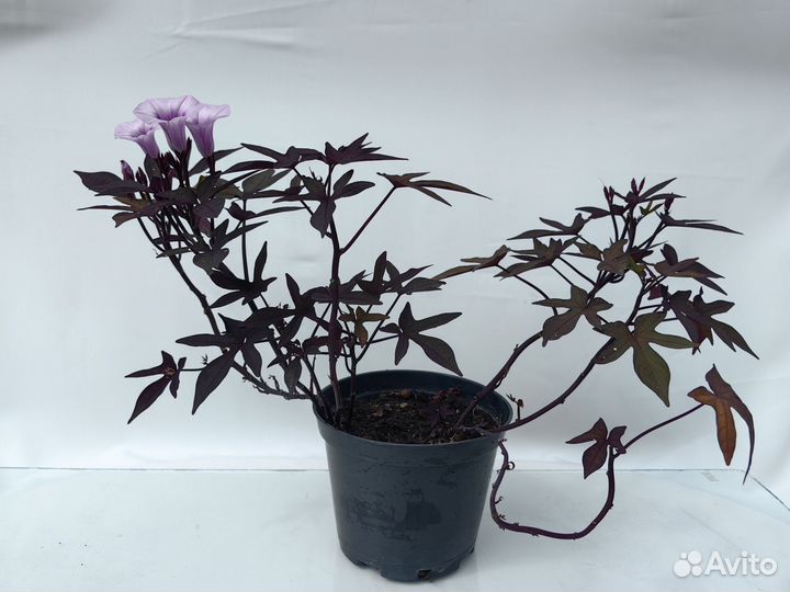 Ипомея батат