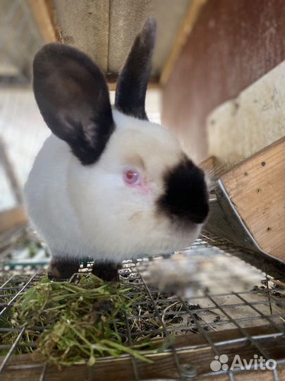 Кролики калифорнийцы