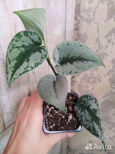 Эпиаремнум Экзотика