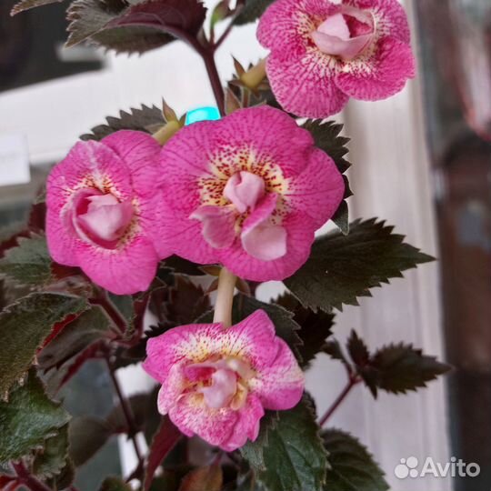 Ахименесы. Ризомы