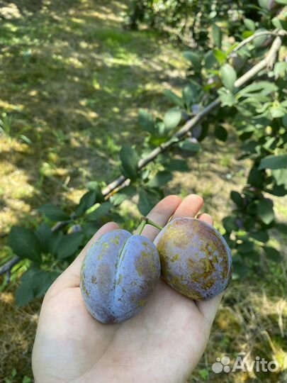 Слива кабардинка