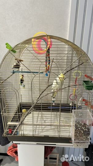 Попугай корелла мальчик с клеткой