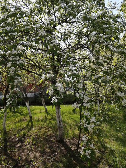 Дача 60 м² на участке 8,1 сот.