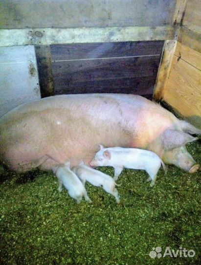 Поросенок ландрас