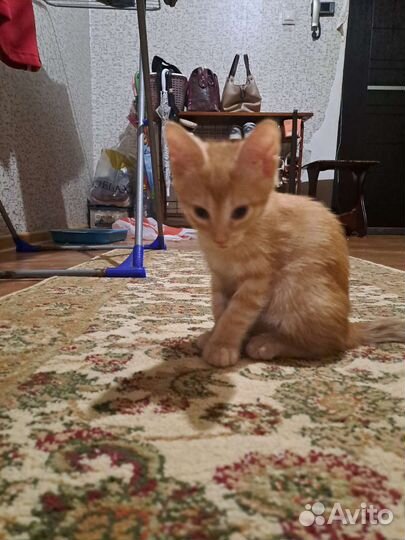 Трёх цветных котёнок