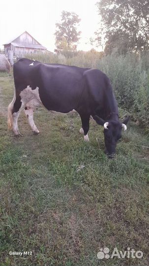 Корова дойная