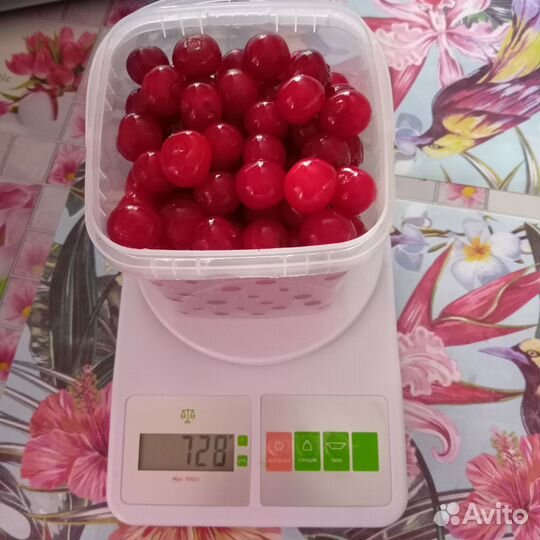 Вишня домашняя