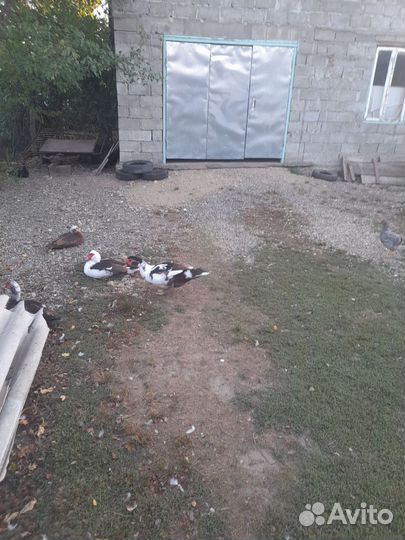 Продаются утаки(индаутки) 6 месяцев,1500