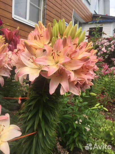 Лилия Марлена