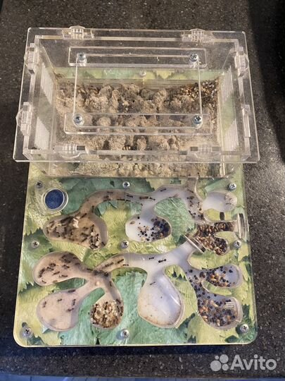 Муравьиная ферма с муравьями