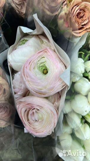 Ранункулюс доставка цветов