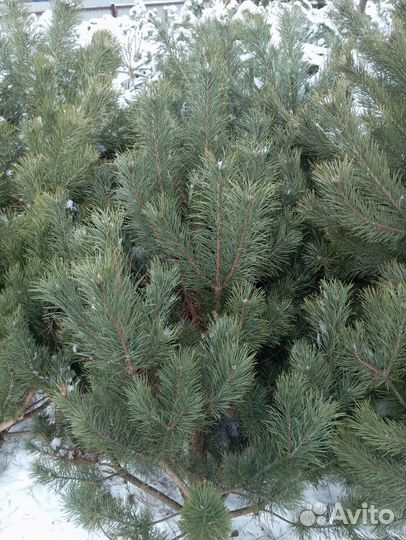 Ели и сосны