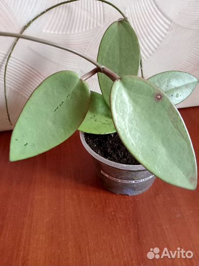 Хойя Silver Dollar