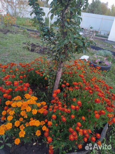 Бархатцы пьяная вишня и жёлтый снег