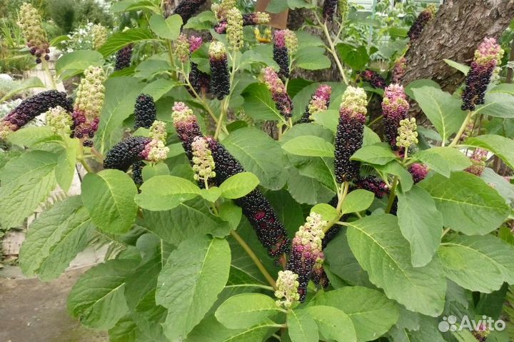 Многолетники для сада