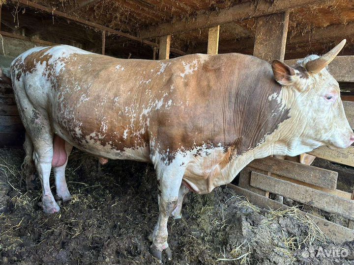 Бараны и бычки