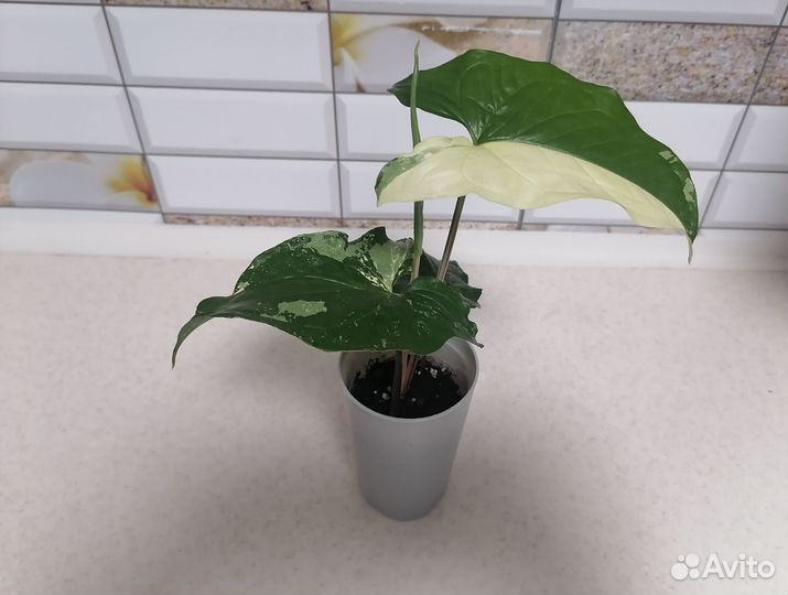 Сингониум imperial white