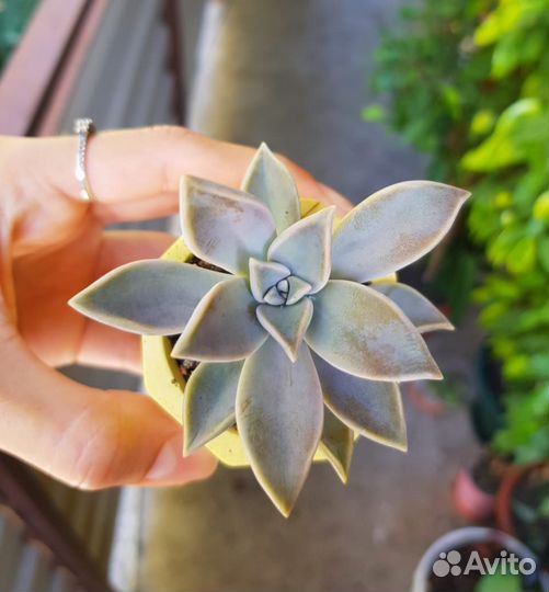 Суккуленты