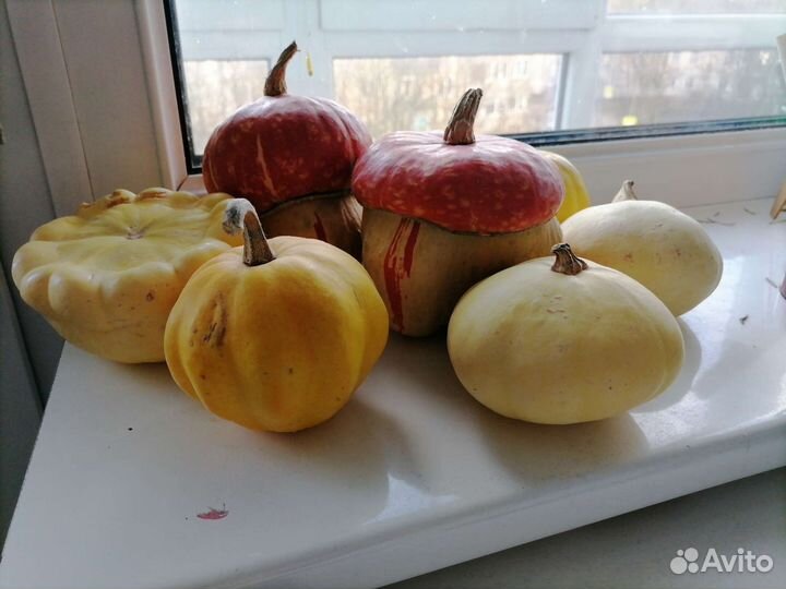 Тыквы декоративные