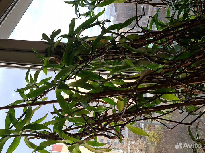 Золотой ус алое каланхое спатифиллум