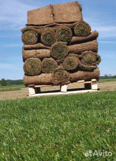 Рулонный газон от производителя