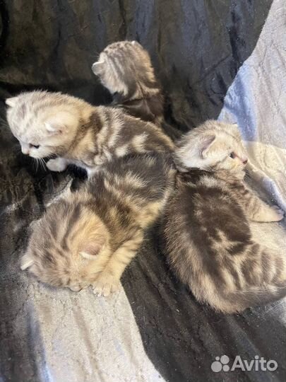 Шотландские вислоухие котята мраморные