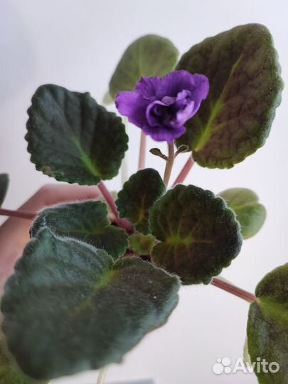 Комнатные растения фиалки каланхоэ суккуленты