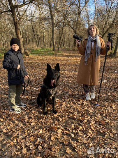 Дрессировка собак, кинолог