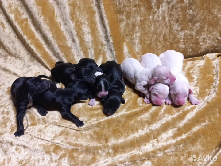 Русский спаниель