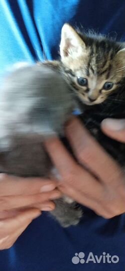 Котята вислоухие, мальчики в дар