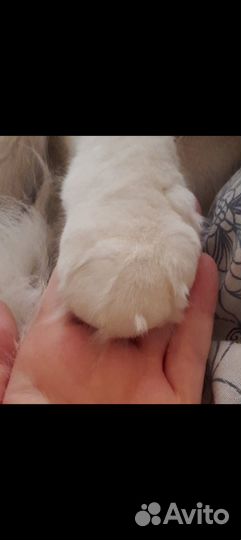 Норвежская лесная кошка