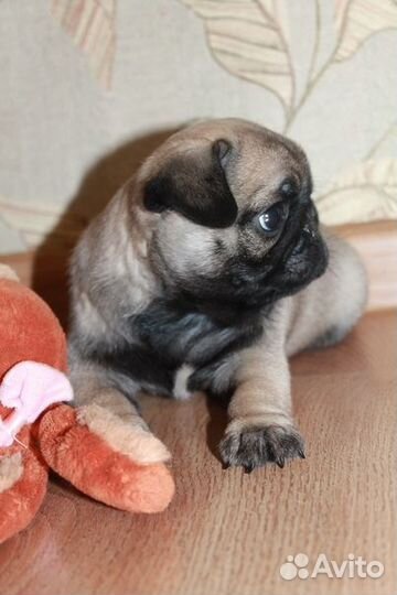 Щенок мопса