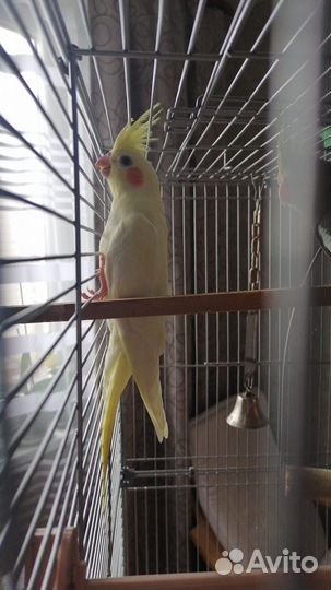 Попугай корелла птенец 2 месяца