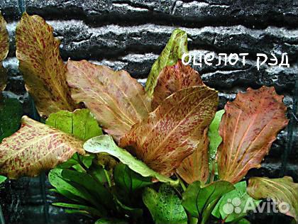 Сортовые Эхинодорусы