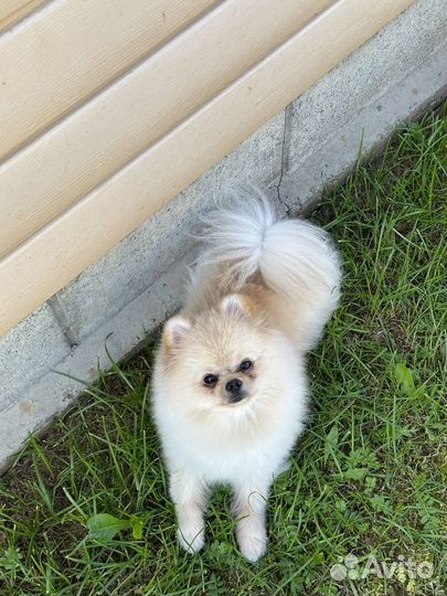 Шпиц мини вязка