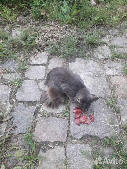 Отдам бесплатно котика