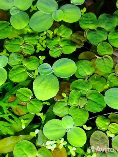 Аквариумные растения. Прополка штучно и набором