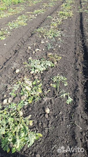 Продам картофель